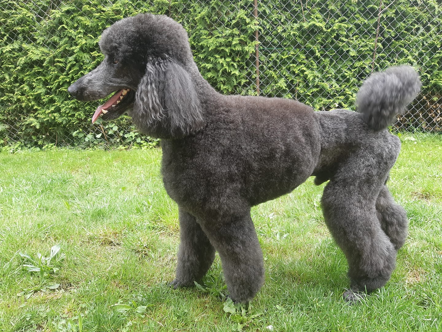 Grooming 1