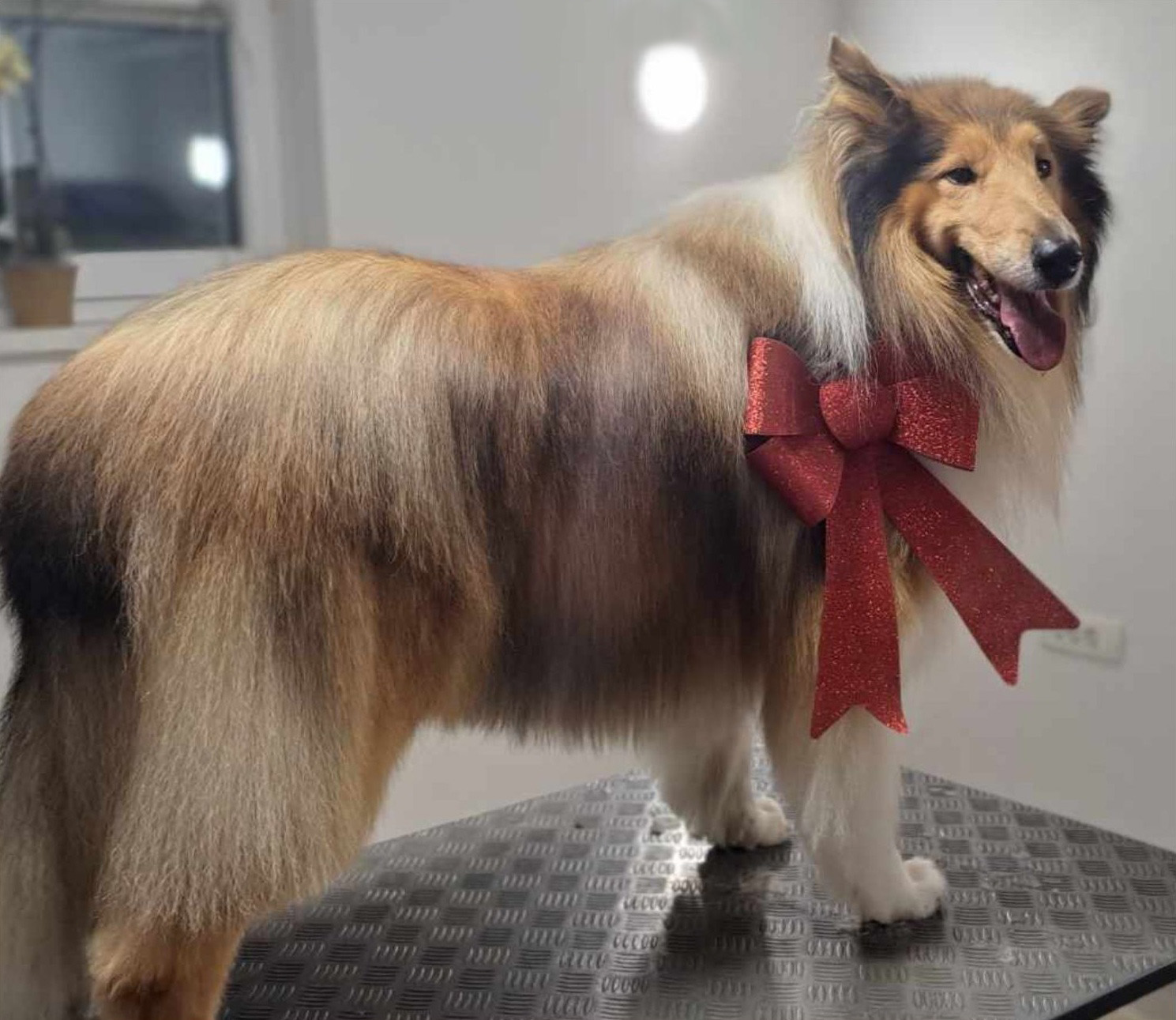 Grooming 5